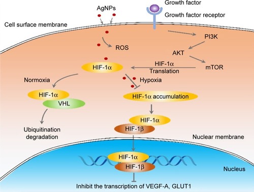 Figure 6 Schematic illustration of the effect of AgNPs on HIF signaling pathway.Notes: AgNPs enter the cells and inhibit HIF-1a accumulation, followed by a suppression of HIF-1 target gene expression and inhibition of cancer cell growth and angiogenesis.Abbreviations: AgNPs, silver nanoparticles; GLUT1, glucose transporter type 1; HIF-1, hypoxia-inducible factor-1; ROS, reactive oxygen species; VEGF-A, vascular endothelial growth factor-A; VHL, Von Hippel-Lindau; mTOR, mammalian target of rapamycin.