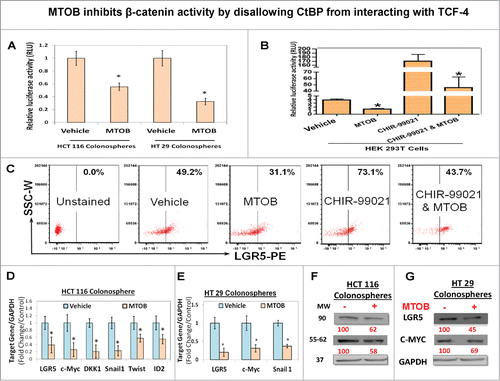 Figure 6. MTOB inhibits β-catenin activity by disallowing CtBP from interacting with TCF-4. (A) Significant inhibition of de novo TCF/LEF reporter activity following treatment with MTOB (1 mM) in HCT116 and HT 29 colonosphere, stably transduced with TCF/LEF luciferase reporter construct. Additionally, (B) shows significant inhibition of TCF/LEF reporter activity in basal condition as well as following activation of canonical wnt signaling by inhibition of GSK3β (CHIR-99021, 100 nM) in HEK 293T cells transient transfected with TCF/LEF luciferase reporter construct. (C) Flow cytometric analyses (FACS) of LGR5, a TCF-4 target gene and a CSC marker, expression at 24 h following MTOB (1 mM) treatment in HT 29 colonosphere in both unstimulated state as well as following CHIR-99021 pretreatment (12 h). (C). (D and E) show mRNA expression (QPCR) and (F)and G) show protein levels (immunoblot) of select TCF-4 target genes in HCT-116 and HT-29 colonospheres. GAPDH was used as housekeeping control for both QPCR and immunoblot analyses. Numbers under the blot represent relative densitometry values. Error bars represent ±1 SEM. *P < 0.05