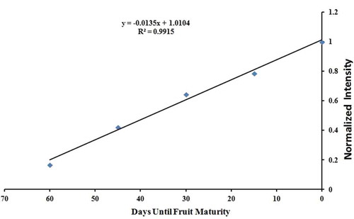 Figure 4. Plot of normalized intensities of Fourier-transform infrared peak at 1056.81 cm–1––corresponding to glucose molecule, against each sampling time. The intensity values for this glucose peak were normalized by dividing the intensity value at each sampling time by the highest measured peak intensity. The Cameo apple fruits were collected in every 15 days for 60 days, from 21 Aug. to 24 Oct. 2014 which is herein referred to as sampling time. The normalized peak intensities follow a strong linear relationship with time as with . Here, x and y represent the days until the fruit maturity and the normalized FTIR peak intensity for glucose, respectively. The negative slope of this function arises because time t is numbered as a ‘countdown to maturity.’