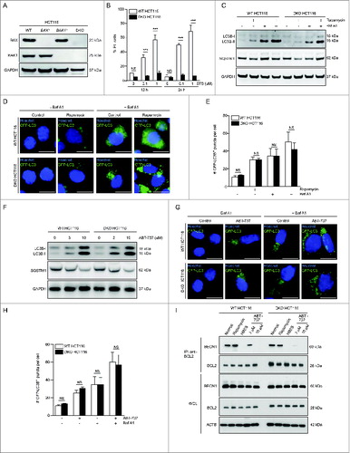 Figure 1. ABT-737 induces autophagy and dissociation of the BECN1-BCL2 complex in HCT116 cells lacking BAX and BAK1. (A) Western blot detection of BAX and BAK1 in parental HCT116 cells (WT) and in HCT116 cells lacking either BAX (BAX−/−), BAK1 (BAK1−/−), or both BAX and BAK1 (DKO). (B) Cell death (as measured by flow cytometric staining of propidium iodide (PI) uptake) of WT or BAX BAK1 DKO HCT116 cells following treatment with the indicated dose of staurosporine (STS) treatment for the indicated duration. Results represent mean ± s.d. of triplicate samples. (C) Western blot detection of LC3B conversion and SQSTM1 degradation in the indicated cell types treated with rapamycin (1 μM, 4 h) in the presence or absence of 50 nM Baf A1. GAPDH was used as a loading control. (D) Representative photomicrographs of WT HCT116 cells or BAX BAK1 DKO HCT116 cells stably expressing GFP-LC3B and control-treated or treated with rapamycin (1 μM, 4 h). Hoechst (blue) represents nuclear staining. GFP-LC3B puncta (green) correspond to autophagosomes. Scale bars: 10 μm. (E) Quantification of the number of GFP-LC3B puncta per cell in cells treated as in (D) in the absence or presence of 50 nM Baf A1. Results represent mean ± s.d. of triplicate samples (500 cells analyzed per sample). (F) Western blot detection of LC3B conversion and SQSTM1 degradation in the indicated cell type treated with the indicated dose of ABT-737 for 12 h. GAPDH was used as a loading control. (G) Representative photomicrographs of WT HCT116 cells and HCT116 BAX BAK1 DKO cells stably expressing GFP-LC3B and control-treated or treated with ABT-737 (10 μM, 12 h). Hoechst (blue) represents nuclear staining. GFP-LC3B puncta (green) correspond to autophagosomes. Scale bars: 10 μm. (H) Quantification of the number of GFP-LC3B puncta per cell in cells treated as in (G) in the absence or presence of 50 nM Baf A1. Results represent mean ± s.d. of triplicate samples (500 cells analyzed per sample). (I) Immunoprecipitation of endogenous BECN1 with endogenous BCL2 in WT or in BAX BAK1 DKO HCT116 cells following the indicated treatment. Cells were subjected to rapamycin treatment (1 μM, 4 h), starvation (HBSS, 4 h), or the indicated dose of ABT-737 for 12 h. ACTB is shown as a loading control. For (B), (E) and (H), NS = not significant, and *** = P < 0.001 for the indicated comparison between genotypes in each condition; Student t test.