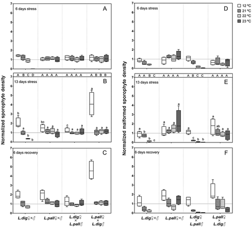 Fig. 2. Experiment 2. Effect of temperature on the density of normal microscopic sporophytes (A, B and C) and malformed sporophytes (D, E and F) of intraspecific (L. digitata ♂ × ♀; L. pallida ♂ × ♀) and reciprocal interspecific crosses (L. digitata ♀ × L. pallida ♂; L. pallida ♀ × L. digitata ♂) after 6 and 13 days of temperature treatment and 6 days of recovery at 12°C. Box plots with median, boxes for 25th and 75th percentiles and whiskers indicating min and max values (n = 4). Density values were normalized to the respective initial value for each cross (adjusted mean = 1). Only data from day 13 were statistically analysed. At each temperature, lower case letters above boxplot bars indicate differences between all crosses (p < 0.05). Within each cross, different upper case letters indicate differences between temperatures (p < 0.05). See Table 3 for statistics.