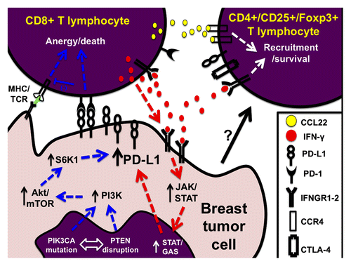 Figure 1. Modulation of PD-L1 levels in breast cancer. Diagram indicating the two major pathways for programmed cell death ligand 1 (PD-L1) upregulation in breast tumor cells. The blue arrows indicate the intracellular (‘intrinsic’) signaling pathway mediated by PI3K/AKT/mTOR activation. The red arrows depict the extracellular-induced (‘extrinsic’) pathway mediated by IFNγ production by TILs and subsequent IFNGRs/JAK/STAT signaling in tumor cells. Anergic cytotoxic T cells are ineffective eliminating tumor cells and they participate in the recruitment of (immune-inhibitory) CD4+Foxp3+ regulatory T cells through chemokine secretion. Ultimately, PD-L1 positive tumors show relatively fewer CD8+ and increased CD4+ TILs.