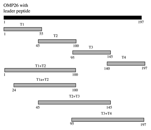 Figure 8. Schematic diagram of OMP26 peptides. Numbering is based on the translated amino acid sequence of the full-length OMP26 from NTHi-289.