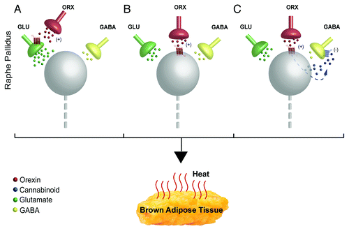 Figure 1. Potential synaptic mechanisms underlying the orexin-evoked increase in activity of sympathetic premotor neurons for BAT in rostral raphe pallidus (rRPa). (A) Orexin could bind to presynaptic orexin receptors to augment the ongoing release of glutamate onto BAT sympathetic premotor neurons (gray sphere). (B) Orexin could act at postsynaptic orexin receptors on BAT sympathetic premotor neurons to increase their excitability, thereby augmenting their discharge evoked by active glutamatergic inputs. (C) Orexin binding to postsynaptic orexin receptors could stimulate synthesis of endocannabinoid, which would increase the activity of the BAT sympathetic premotor neurons in rRPa by acting retrogradely to inhibit a tonic GABA release from presynaptic terminals.