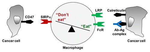 Figure 1. Macrophage immunosurveillance in cancer is regulated by a balance of pro- (“eat-me”) and anti- (“don't eat-me”) phagocytic signals presented by cancer cells. CD47 is a “don't eat-me” molecule expressed on cancer cells which interacts with signal regulatory protein α (SIRPα) on macrophages to inhibit pro-phagocytic signals received by (1) the engagement of Fc receptors with antibodies (Ab) bound to antigens (Ag) expressed on the surface of cancer cells; and (2) the interaction between LDL-receptor related protein (LRP) and calreticulin expressed on the surface of cancer cells.