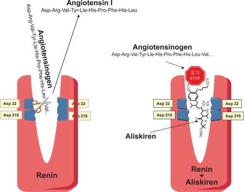 Figure 4 Effect of active renin on angiotensinogen and blockade by aliskiren.