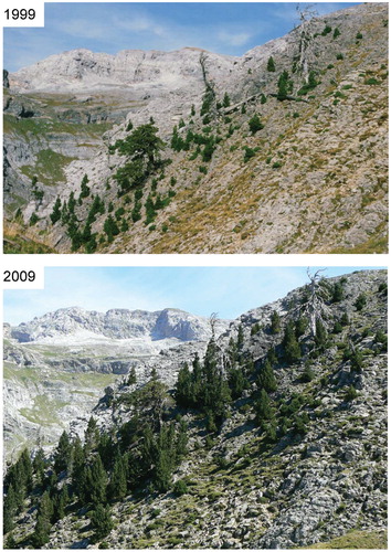 FIGURE 1. Views of the Pyrenean study treeline in 1999 and 2009 showing standing dead trees and abundant tree regeneration.