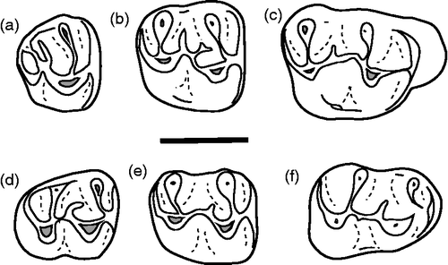 Figure 6 Primus cheemai. Anterior is to the right. (a) PMNH 622, right M3; (b) PMNH 793, right M2; (c) PMNH 631, right M1; (d) PMNH 1061, left m3 (reversed); (e) PMNH 1058, right m2; (f) PMNH 2001, right m1 (type). Scale bar = 1 mm.