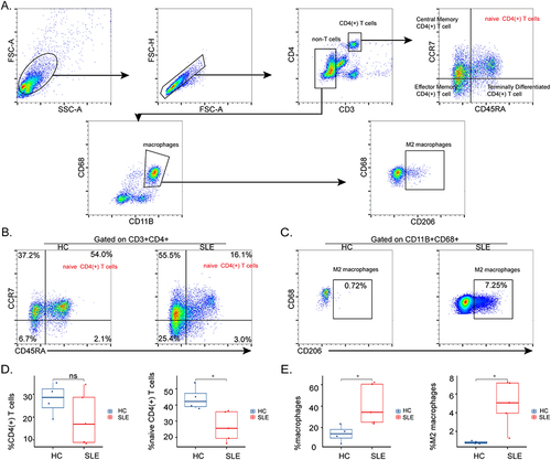 Figure 6 Proportions of naive CD4(+) T cells and M2 macrophages in PBMCs of SLE and control groups. (A) The gating strategy for naive CD4(+) T cells and M2 macrophages in PBMCs. CD4(+) T cells: CD3+CD4+; naive CD4(+) T cells: CD3+CD4+CD45RA+CCR7+; macrophages: CD11B+CD68+; M2 macrophages: CD11B+CD68+CD206+. Representative flow cytometry plots show naïve CD4(+) T cells (B) and M2 macrophages (C) of PBMCs in HCs (n = 4) and SLE (n = 5). Absolute numbers of CD4(+) T cells, naive CD4(+) T cells (D), and macrophages, M2 macrophages (E). *P < 0.05.