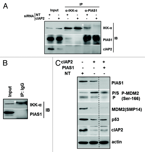 Figure 4. The IKKα interaction with PIAS1 SUMO ligase is disrupted following cIAP2 downregulation. (A) MCF-10AT1 cells were transfected with cIAP2 or NT siRNAs and 250 μg of protein were immunoprecipitated with anti-IKKα or anti-PIAS1. Complexes were separated by SDS-PAGE and immunoblotted with anti-IKKα or anti-PIAS1. Input was 5% of lysate used for IP and was also reacted with anti-cIAP2 to monitor KD. (B) To assess specificity of the IPs, lysate from NTsiRNA-transfected cells was immunoprecipitated with non-immune IgG and immunoreactivity compared with input lysate by immunoblot with anti-IKKα or anti-PIAS1. (C) MCF-10AT1 cells were transfected with NT, cIAP2 and PIAS1 siRNA as indicated. Whole-cell lysates were immunoblotted for PIAS1, P-MDM2 (Ser166) and MDM2 (SMP14). Note that cell lysates were run on the same gel but one lane was moved next to a non-adjacent lane as indicated for clarity. The asterisks in (A and B) indicate a higher mol wt anti-IKKα cross-reactive band. Actin was used as a loading control. Images shown are representative of two independent experiments.