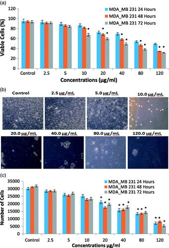 Figure 9. (a) Effect of FILE-AgNPs on viability of MDA-MB 231 cell models at different time intervals. (b) Typical phase-contrast light-microscopy images of MDA-MB 231 cells before and after treatment with different concentrations of AgNPs. (c) Effect of AgNPs on proliferation of MDA-MB 231 cell models at different time intervals.