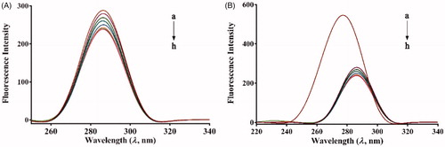 Figure 5. Synchronous fluorescence spectra of α-glucosidase in the presence of increasing concentrations of 7 u (A) Δλ = 15 nm, (B) Δλ = 60 nm (pH 6.8, T = 25 °C). c(α-glucosidase) = 2 µM. c(7u) = 0, 0.5, 1, 2, 3, 4, 5 and 6 µM for curves a → h, respectively.