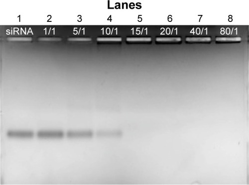 Figure 3 Binding ability of siRNA to STR-HK studied by agarose gel-shift assay.Notes: The formed STR-HK–siRNA complexes, stained with ethidium bromide, were investigated by electrophoresis on agarose gel (1.2% wt/vol). siRNAs, targeting eGFP genes, were complexed with STR-HK at a series of molar ratios from 1/1 to 80/1. Lane 1 was siRNA control, and lanes 2–8 indicated correlated molar ratios. The amount of siRNA was 300 ng.Abbreviation: siRNA, small interfering RNA.