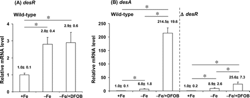 Fig. 6. RT-qPCR analysis of desA and desR transcript levels in A. hydrophila ATCC 7966T and ΔdesR.Notes: The levels of desA and desR mRNAs were assessed by RT-qPCR for the total RNA samples extracted from wild-type A. hydrophila ATCC 7966T and ΔdesR grown in +Fe, −Fe, and −Fe/DFOB media. mRNA levels of desR and desA were normalized to 16S rRNA, and bars represent mean values ± SD (n = 5). p values were estimated using the Student’s t-test (*p < 0.05).