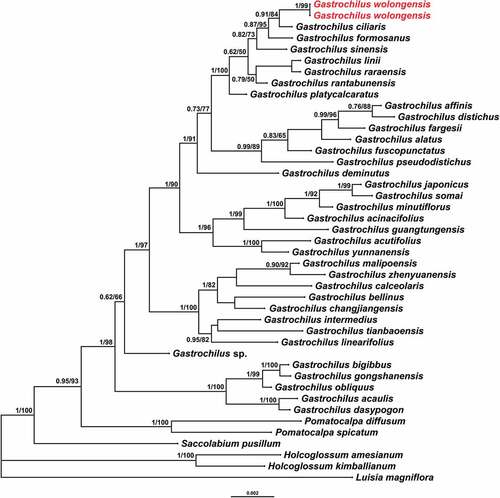 Figure 1. Maximum likelihood tree of Gastrochilus from phylogenetic analysis of combined nrITS, matK, psbA–trnH, psbM–trnD and trnL-F sequence data. Numbers before slash indicate Bayesian posterior probabilities and numbers after slash indicate ML bootstrap supports for major lineages. The new species inferred are indicated in red.