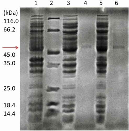 Figure 1. SDS-PAGE analysis of recombinant wild-type UGT88A1 and mutant V18R preparations. Lane 1: crude extract obtained from E. coli BL21(DE3) without plasmid; Lane 2: standard molecular marker; Lane 3: crude extract obtained from the recombinant strain E. coli BL21(88A1) with induction; Lane 4: purified wild-type UGT88A1; Lane 5: crude extract obtained from the recombinant strain E. coli BL21(V18R) with induction; Lane 6: purified mutant V18R.