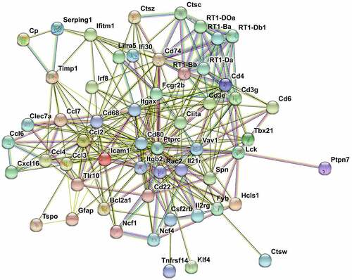Figure 7. PPI network nalysis of DEGs. STRING analysis for the PPI networks of DEGs for profiles 27 and 36. Network nodes represent proteins. Edges represent protein-protein associations, which include known interactions, predicted interactions, text mining, co-expression and protein homology. PPI enrichment p-value< 0.001.