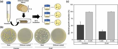 Figure 8. Antibacterial effect of chitosan-coated fabrics. (a) Diagram of the experimental process of antimicrobial fabric test (AATCC 100). (b) Images of colonies on agar plates transferred from non-coated fabric and chitosan-coated fabric (3 wt%). (c) Microbial growth inhibition of S. aureus and E. coli on fabric samples coated with different concentrations of chitosan solutions (1 and 3 wt%). The data (n = 3) represents the mean ± standard deviation.