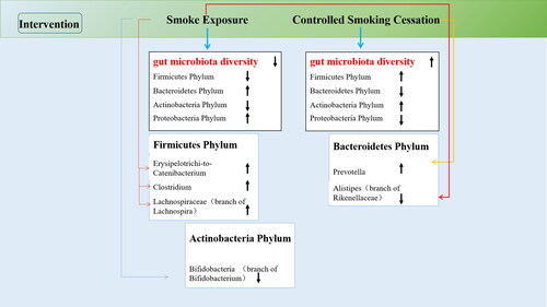 Figure 1. Changes in the abundance of SCFA-beneficial bacteria in different phyla after smoke exposure or smoking cessation [Citation27–31, Citation35, Citation37, Citation39].