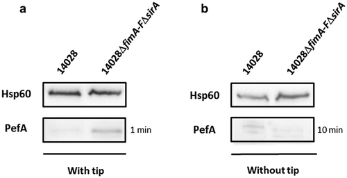 Figure 1. Absence of CsrA sequestration by the 5ʹUTR of fim mRNA and CsrB/C allows PefA expression but only in specific culture conditions.Western blot against PefA or Hsp60 (loading control) proteins. S. Typhimurium 14028 wild-type and ΔfimA-FΔsirA mutants were grown statically at 37°C in TSB-MES pH 5.1 (a) in 5 mL of culture medium put in a 50 mL conical tube containing a sterile 200 μL pipet tip or (b) in 20 mL of culture medium put in a 100 mL flask until stationary phase. For PefA results, the time of membrane exposure necessary to obtain the signal is mentioned.