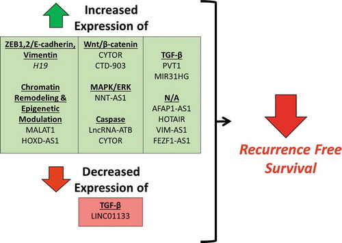 Figure 3. Differential expression of lncRNAs associated with worse recurrence-free survival.