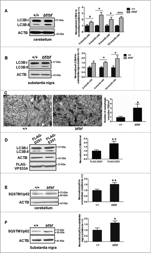 Figure 2. Autophagic activity was impaired in bf mice. (A) LC3B-II level was increased in the cerebellum of bf mice, and quantification data showed LC3B-II levels were increased at different ages of bf mice in the cerebellum (P values: 2-mo-old, P = 0.0387; 4-mo-old, P = 0.0005; 8-mo-old, P = 0.0291; 10-mo-old, P< 0.0001). *P < 0.05; ***P < 0.001; n = 6. (B) LC3B-II level was increased in the substantia nigra of bf mice at different age groups (P values: 2-mo-old, P = 0.0804; 4-mo-old, P = 0.0026; 10-mo-old, P = 0.0138). The representative blot was from 4-mo-old mice. N.S., not significant; *P < 0.05; **P < 0.001; n = 6. (C) Autophagic vacuoles were accumulated in Purkinje cells of bf mice at 10 mo of age as determined by electron microscopy. The arrows indicated autophagic vacuoles. Scale bar: 1 μm. Autophagic vacuoles from 20 cells were counted. *P < 0.05 (P = 0.0251). (D) LC3B-II was increased when overexpressed mutant VPS33AD251E in HEK293T cells compared with overexpressed wild-type VPS33A. **P < 0.01 (P = 0.0065), n = 4. (E) SQSTM1/p62 in the cerebellum of bf mice at 4 mo of age was increased. **P < 0.01 (P = 0.0080), n = 10. (F) SQSTM1/p62 in the substantia nigra of bf mice at 4 mo of age was increased. *P < 0.05 (P = 0.0296), n = 8. ACTB (β-actin) was used as a loading control.