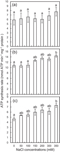 Figure 3. Effects of NaCl on ATP synthesis rate of the isolated mitochondria in the assay mixtures. The mitochondria were isolated from leaves of the ice plants grown without (a) and with 100 mM (b) and 400 mM NaCl (c). The osmotic pressure of the assay mixtures was fixed at 2.0 MPa with sorbitol. Data are mean values ± standard errors (n = 3). Different letters indicate statistically significant differences among NaCl treatments by Turkey–Kramer test (p < 0.05).