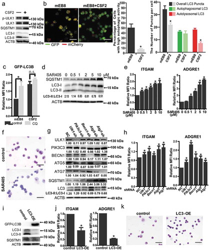 Figure 3. The role of autophagy in macrophage differentiation. (a) The indicated protein markers in the mEB8-ER cells treated with/without CSF2 (2 ng/mL, 24 h) were tested by western blotting. (b) The mEB8-ER cells stably expressing mCherry-GFP-LC3B were incubated with or without CSF2 for 24 h. The cells were then fixed with paraformaldehyde. Images were collected using a Nikon ECLIPSE Ts2R microscope. The mCherry:EGFP ratio was measured with ImageJ software, and the median of the ratio in mEB8 control cells was used as a threshold. The GFP and mCherry puncta were counted. The data are the mean ± SEM of values from 3 experiments. *P < .05. (c) The mEB8-ER cells were infected with retroviruses containing control sequence or GFP-LC3B overexpressing sequence. The infected cells were incubated with/without 10 ng/mL CSF2 for 18 h, and then treated with 10 μM CQ for 6 h. The fluorescence level of GFP-LC3B was measured with flow cytometry. The data are the mean ± SEM of values from 3 experiments. All values were normalized to the level (= 1) in cells without treatment. *P < .05. (d) The indicated protein markers in the mEB8-ER cells incubated with SAR405 at the indicated final concentrations for 24 h were tested by western blotting. (e-f) The CSF2-induced mEB8-ER cells were treated with/without SAR405 at the indicated final concentrations for 5 days. The protein level of ITGAM and ADGRE1 was measured with flow cytometry (e). The morphological changes were evaluated with Wright-Giemsa staining. Bar: 50 µm (f). All data above are the mean ± SEM of values from 3 experiments. All values were normalized to the level (= 1) in cells without SAR405 treatment. (g) The mEB8 cells were infected, respectively, with retroviruses containing Ulk1, Pik3c3, Becn1, Atg5 or Atg7 shRNA, the indicated protein markers were tested with western blot. (h)The infected cells mentioned above were induced with CSF2 (2 ng/mL) for 5 days, the protein level of ITGAM and ADGRE1 was measured with flow cytometry. All data above are the mean ± SEM of values from 3 experiments. All values were normalized to the level (= 1) in NC cells. *P < .05. (i-k) The mEB8-ER cells were infected with retroviruses containing control sequence or Gfp-Lc3b overexpressing sequence (LC3-OE). The indicated protein markers were tested with western blotting (i). The infected cells were treated with CSF2 (2 ng/mL) for 5 days. The protein level of ITGAM and ADGRE1 was measured with flow cytometry (j), and the morphological changes were evaluated with Wright-Giemsa staining. Bar: 50 μm (k). All data above are the mean ± SD of values from 3 experiments. All values were normalized to the level (=1) in control cells. *P < .05. All experiments were repeated 3 times and produced similar results.