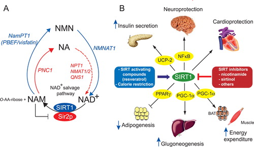Figure 2. A: yeast and mammalian NAD+ salvage pathways. Yeast (red) Sir2p utilizes the cofactor NAD+ to deacetylate proteins and in this reaction produces nicotinamide (NAM) and O‐acetyl‐ADP‐ribose (O‐AA‐ribose). NAM is deaminated by the nicotinamidase PNC1 to form nicotinic acid (NA). NA will give rise successively to nicotinate mononucleotide (NAMN), nicotinate adenine dinucleotide (NAAD) and nicotinamide adenine dinucleotide (NAD+) by the enzymes nicotinate phosphoribosyl‐transferase (NPT1), nicotinate mononucleotide adenyltransferase (NMAT), and nicotinamide adenine dinucleotide (NAD) synthetase (QNS), respectively (red arrows). In mammals (blue) NAM is recycled to NAD+ in two steps through the formation of nicotinamide mononucleotide (NMN) by means of the NAM phosphoribosyltransferase NamPT (PBEF/visfatin) and nicotinamide mononucleotide adenyltransferase (NMNAT) (blue arrows). B: SIRT1 protective functions in metabolism and diseases. SIRT1 can be regulated positively by CR and SIRT‐activating compounds and negatively by SIRT inhibitors. SIRT1 activation induces survival of cardiomyocytes, protects neurons from cell death, and favors insulin secretion by repressing the uncoupling protein 2 (UCP2). SIRT1 decreases white adipocyte tissue formation through repression of PPARγ and promotes gluconeogenesis in response to fasting through PGC‐1α, and stimulates mitochondrial biogenesis in the brown adipose tissue (BAT) and the muscle through activation of PGC‐1α. NA = nicotinic acid; NAD+ = nicotinamide adenine dinucleotide; NAM = nicotinamide; NMN = nicotinamide mononucleotide; PNC1 = pyrazinamidase/Nicotinamidase 1; NamPT1 = nicotinamide phosphoribosyl transferase 1; PBEF = pre‐B cell enhancing factor; NPT1 = nicotinate phosphoribosyl transferase 1; NMAT1/2 = nicotinate mononucleotide adenyltransferase 1/2; QNS = NAD synthetase; NMNAT1 = nicotinamide mononucleotide adenyltransferase; O‐AA‐ribose = O‐acetyl‐ADP‐ribose; UCP‐2 = uncoupling protein 2; NFκB = nuclear factor kappa B; PPARγ = peroxisome proliferator‐activated receptor gamma; PGC‐1α = peroxisome proliferator‐activated receptor gamma coactivator‐1 alpha; BAT = brown adipose tissue; SIRT1 = sirtuin 1.