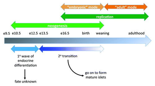 Figure 1. Schematic of β cell mass expansion throughout life. The timeline shows key events and time points in mouse pancreas development and β cell mass expansion under normal circumstances. Underlying the timeline (blue) are the approximate windows of primary and secondary endocrine differentiation. Overlying the timeline (green) are major mechanisms for β cell mass increase at those times: neogenesis early and replication later, although these overlap. The replicative phase is separated into stages (orange): “embryonic” mode and “adult” mode, indicating the switch from dependency on one set of regulatory factors to another around weaning.