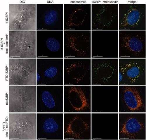 Figure 4. Cell uptake of transferrin-53BP1 and PTD-53BP1 platforms. Columns show differential interference contrast (DIC) or staining with Hoechst 33342 (DNA), FM4-64 (endosomes) or Alexa Fluor 488 (53BP1-streptavidin). Rows are labeled to indicate which 53BP1-based delivery platform was tested. For the competition experiment with free transferrin, cells were preincubated for 30 min with medium containing 20 μM transferrin competitor, this was replaced with pre-warmed medium containing 5 μg/ml FM4-64 (Invitrogen) for 1 min, and this was replaced with medium containing Tf-53BP1 complex, FM4-64, and 20 μM transferrin. Control experiments (bottom two rows) were performed with FM4-64 and streptavidinAlexafluor 488 only (“no 53BP1”), or with 53BP1 fragment lacking both transferrin and PTD (“53BP1 (no tf, no PTD)”). Scale bars, 15 μm.