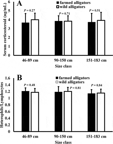 Figure 1. Plasma CORT levels (A) and H/L ratios (B) in alligators from three different size classes. There was no statistical difference (P > .05) in CORT levels for captive alligators in any two size classes for either parameter. In addition, there was no difference (P > .05) in hormone concentrations or H/L ratios of captive and wild animals of the same age class. The data represent the means ± SD for 64 (CORT) or 10 (H/L ratios) different animals.