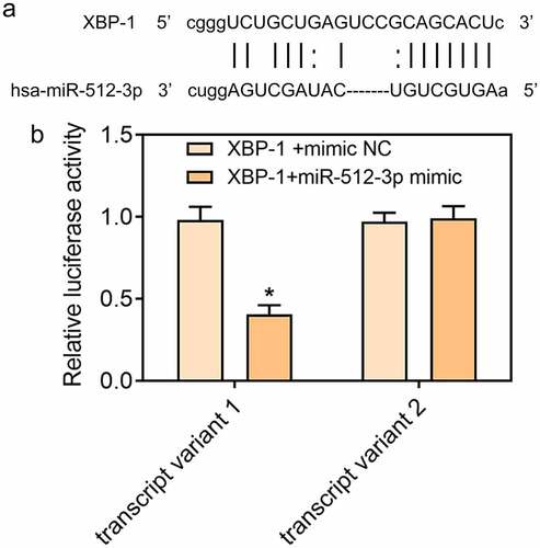 Figure 7. XBP-1 was a direct target of miR-512-3p. (a) starbase predicted the binding sites of XBP-1 to miR-512-3p. (b) Luciferase reporter assay for verifying the binding relationship between miR-512-3p and XBP-1. *p< 0.05 versus. XBP-1+ mimic NC