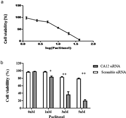 Figure 3. After CA12-siRNA transfection the survival rates of MCF-7 TaxR cells.(a) Survival curve of MCF-7 TaxR cells treat with paclitaxel (x ± s, n = 3); (b) Paclitaxel sensitivity of MCF-7 TaxR after CA12-siRNA transfection (x ± s, n = 3). Compared with the negative control group (Scramble siRNA), *P < 0.05;**P < 0.01