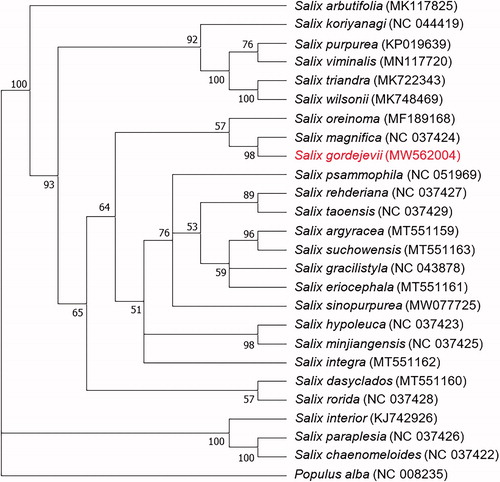 Figure 1. Phylogenetic tree based on 26 chloroplast genome sequences with 1000 bootstrap replicates. The bootstrap support value (%) is shown next to the nodes.