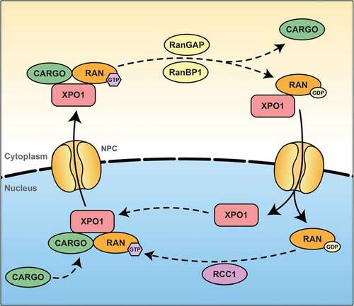 Figure 2. XPO1-dependent nuclear export