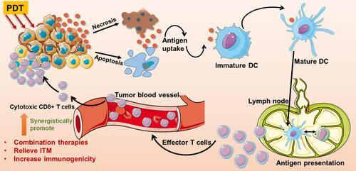 Figure 2 The process of PDT-triggered antitumor T cell responses via immunogenic cell death and the rational strategies to improve antitumor immune responses. PDT killed cells can release cytokines, which stimulate DCs’ maturation. Mature DCs spontaneously migrate to lymph nodes and present antigens to T cells. After antigen-presenting, effector T cells efficiently migrate to tumor sites and kill cells. The rational strategies of promoting PDT-triggered antitumor immunity include combined PDT with ICD-boosted therapies, decrease immunoregulatory suppression with ITM relief, and increase tumor immunogenicity.