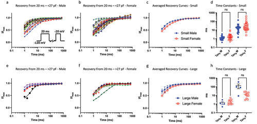 Figure 3. Recovery from 20 ms inactivation. a-b) data divided up using the same bins as above for 20 ms c) displays averaged data. d) distributions of time constants. e-h) same info but for larger sized cells. The sample size in the larger bin was small for males, which may obscure statistical comparison.