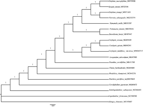 Figure 1. A Bayesian phylogeny tree was constructed by the cp genome sequences of 19 species from Hamamelidaceae, Saxifragaceae, Cercidiphyllaceae and Altingiaceae. The posterior probability value (1.0) is labeled for each node.