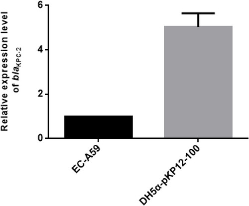 Figure 5 Transcription level of blaKPC-2. Compared with DH5α-pKP12-100, the imipenem-resistant control strain, the transcription levels of blaKPC-2 were five-fold lower in isolate E. coli A59 (EC-A59).