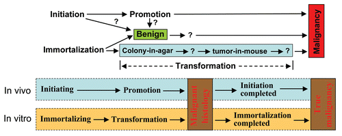 Figure 3 Coordination of in vitro and in vivo concepts of tumor biology. Up-part: Spontaneous carcinogenesis in animals contains two steps, i.e., initiation and promotion. While immortalization of a cell in culture is equivalent to initiation, transformation may be equivalent to promotion if it includes additional properties (question markers) between colony formation in agar and xenograft tumor in mice and probably also beyond the xenograft tumor. Moreover, It is unclear (question markers) whether a benign tumor results from a clonal expansion of an initiated cell without undergoing promotion or without completion of a promotion stage. A benign status of a cell in culture should have been immortalized and should encompass additional properties towards malignancy that are currently unidentified. Moreover, some, but not all, benign cell lines may encompass a potential to progress to a malignant status, and measurable features of this potential (question marker) should be identified. Low-part: Different from the general situation described in the up-part, in certain animal models of spontaneous carcinogenesis, a cell that may have started but not yet completed an initiation process has already entered and completed the promotion process, thus manifested a malignant histology when the cell propagates to form a tumor. The tumor will regress upon withdrawal of the cancer inducer (sex steroids, chemical carcinogens or oncogenes), but a prolonged presence of the inducer will eventually facilitate the completion of the initiation, manifested as a sustained growth of a truly malignant tumor, even when the inducer is withdrawn. Similarly, in certain in vitro situations, the immortalizing process may not have been completed when the transforming process has been started and completed. The cell may thus develop to a malignant tumor when inoculated into an immunodeficient mouse, and the tumor cells may complete the immortalizing process in the host animal, manifested as a truly malignant xenograft tumor.