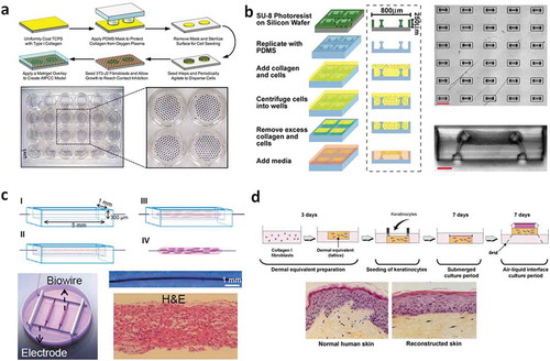 Figure 2. (a) Micropatterned co-cultures (MPCC) with fibroblasts are employed to enhance the maturity of human hepatocytes derived from iPSCs. Reprinted from reference [Citation36] with permission. (b) Cardiac microtissues casted on silicone posts: fabrication process and generation of large microtissue arrays. Cross-sectional view of a single microtissue (scale bars: 800 μm (array), 100 μm (cross section)‏. Reprinted from reference [Citation41] with permission. (c) Biowire fabrication set-up: a suspension of cardiomyocytes in collagen type I gel is seeded in a PDMS channel around a suture wire. The wires can be easily incorporate in an electrostimulation chamber. Images of the biowire formed at low magnification and after Hematoxylin and Eosin (H&E) staining. Reprinted from reference [Citation44] with permission. (d) Schematic representation of skin reconstruction in vitro. Histological sections of normal human skin and reconstructed skin a day 7 of air exposed culture conditions. Reprinted from reference [Citation49] with permission.
