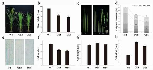 Figure 1. Phenotypes characterization of the WT and ZmWRKY114-overexpressing plants. (a) WT and ZmWRKY114-overexpressing plants at the heading stage. Bars = 20 cm. (b) Plant height at heading stage. Data are mean ± SD from at least 10 plants. (c) Flag leaves, panicles and internode phenotypes of WT and transgenic plants. fl., flag leaf; P, panicle, I to Ⅳ indicate internodes from top to bottom. Bar, 5 cm. (d) Panicle and internode lengths of WT and transgenic plants. Values are means ± SD of 15 plants. (e) Longitudinal view of parenchyma cells in penultimate internodes of WT and transgenic plants. Bar, 50 μm. (f-h) cell numbers, Cell lengths and cell widths of penultimate internodes in WT and transgenic plants. Values are means ± SD (n = 3). Significant difference was checked by Student’s t-test (* P < .05, **P < .01)