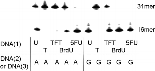 FIGURE 5 Cleavage by E. coli mismatch uracil-DNA glycosylase (MUG) of oligonucleotides containing several 5-substituted pyrimidine nucleotide residues. Lanes 1–5 show cleavage of a double-strand oligonucleotide with several 5-substituted pyrimidine nucleotide residues paired to the adenine base, and lanes 6–10 show the same sequence with the analogues paired to the guanine base. The oligonulcleotides (0.125 pmol/μl) were incubated with 4.0 units of MUG at 37°C for 60 minutes.