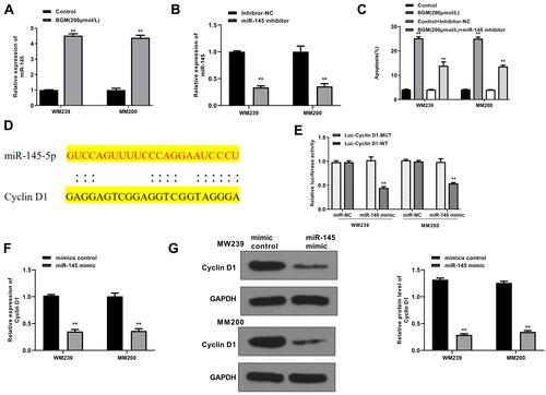 Figure 5 BGM targets Cyclin D1 by up-regulating the expression of miR-145. (A) The WM239 and MM200 cells were treated with BGM at the indicated dose. The expression of miR-145 was measured by qPCR assays in the cells. (B) The WM239 and MM200 cells were treated with miR-145 inhibitor. The expression of miR-145 was measured by qPCR assays in the cells. (C) The WM239 and MM200 cells were treated with BGM at indicated dose, control inhibitor, or co-treated with BGM and miR-145 inhibitor. The cell apoptosis was measure by flow cytometry analysis in the cells. (D) The interaction of miR-145 and Cyclin D1 3ʹ UTR was identified by bioinformatic analysis using Targetscan (http://www.targetscan.org/vert_72/). (E–G) The WM239 and MM200 cells were treated with control mimic or miR-145 mimic. (E) The luciferase activities of wild type Cyclin D1 (Cyclin D1 WT) and Cyclin D1 with the miR-145-binding site mutant (Cyclin D1 MUT) were determined by luciferase reporter gene assays in the cells. (F) The mRNA expression of Cyclin D1 was assessed by qPCR assays in the cells. (G) The protein expression of Cyclin D1 and β-actin was tested by Western blot analysis in the cells. The results of Western blot analysis were quantified by ImageJ software. Data are presented as mean ± SEM. Statistic significant differences were indicated: **P < 0.01.