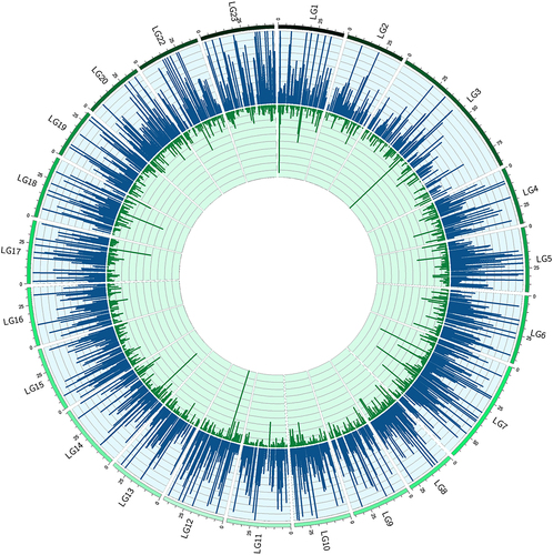 Figure 3. Circular representation of the Nile tilapia nuclear genome with each arc corresponding to a linkage group (LG1-LG23). Blue (oriented out) and green (oriented in) peaks represent hyper-DhmCs in the fast- and slow-growing groups, respectively. The enrichment of single DhmCs is based on the average filtered counts (n = 5) and is reflected on the height of each peak.