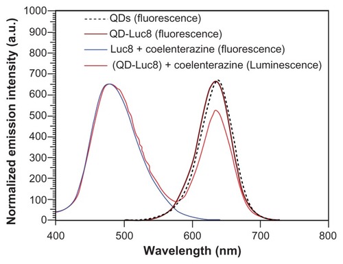 Figure 2 Fluorescence emission spectrum of QDs and bioluminescence emission spectra of the Luc8 and QD-Luc8 bioconjugates.Abbreviations: Luc8, Renilla reniformis luciferase; QDs, quantum dots.