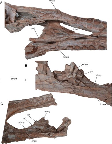 FIGURE 9. Close-ups of the palatines of the holotype specimen of Qianzhousaurus sinensis (GM F10004). A, photograph of palatines in ventral view; B, photograph of right palatine in right lateral view; C, photograph of left palatine in left lateral view. Abbreviations: iaf, internal antorbital fossa; icho, internal choana; l. max, left maxilla; pal, palatine; palmp, palatine maxillary process; r. max, right maxilla; vmpg, vomopterygoid process.