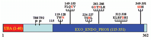 Figure 1 Schematic representation of EAPII protein structure. The UBA domain is indicated in red and the Exo_endo_phos domain in solid blue. Six exo_endo_phos motifs are indicated by the amino acid sequence and the starting and ending number and the functional critical residues are highlighted in red. The potential function of the motifs are: Asn hydrogen bonds of TWN to catalytic Asp of the GDXN motif; Glu of LQE coordinates Mg2+ or Mn2+; GDXN catalytic Asp and Asn hydrogen bonds to scissile phosphate in substrate; and the His of SDH paired with catalytic Asp forms a hydrogen bond to scissile phosphate. The phosphorylation sites (T88 and T92) are also indicated. All amino acid residues are indicated by a one-letter symbol.
