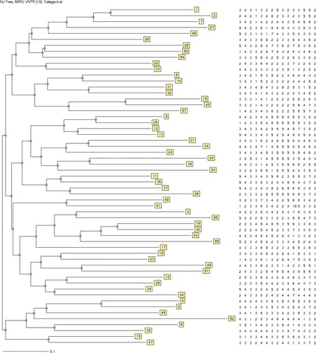 Figure 3 Genetic relatedness of 53 M. tuberculosis isolates by MIRU-VNTR genotyping (0.17 cut-off). Right hand: the allele number of 15 loci in MIRU-VNTR for each isolate. Isolate 1 is M. tuberculosis H37Rv.